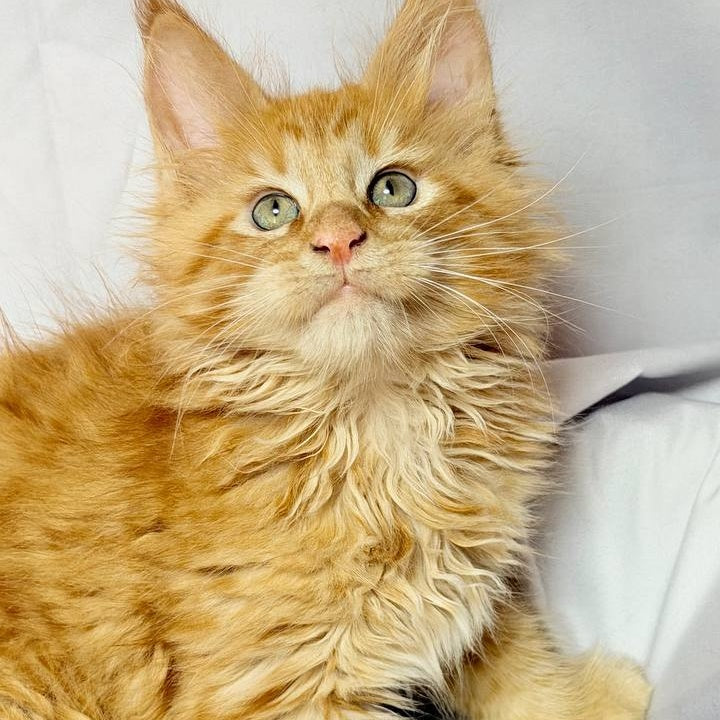 Maximilian Maine Coon male, red