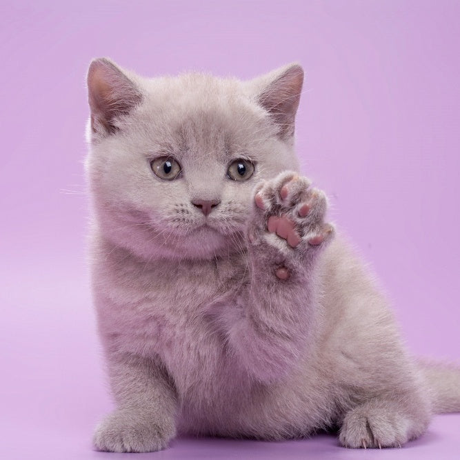 Sassy British Shorthair female, lilac