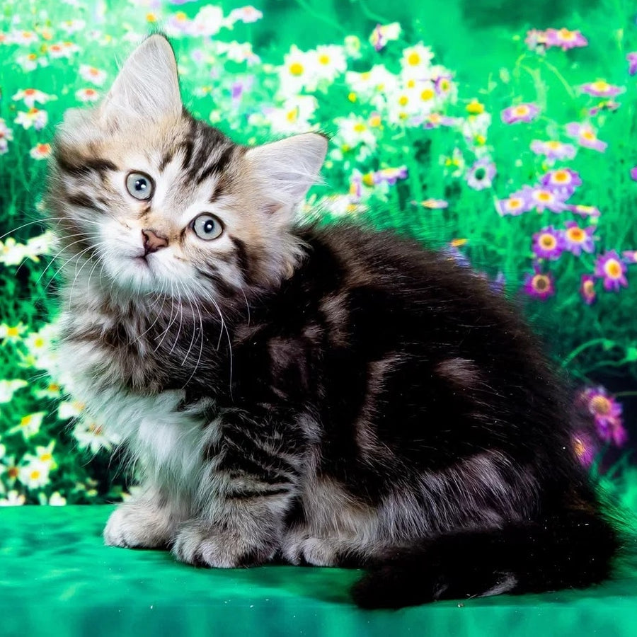 Zvezdochka Siberian female, black tabby