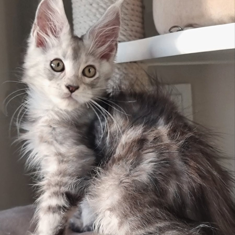 Elisa Maine Coon female, black silver tabby
