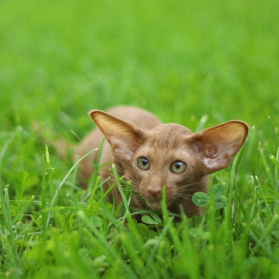 Opium Oriental Shorthair male, cinnamon