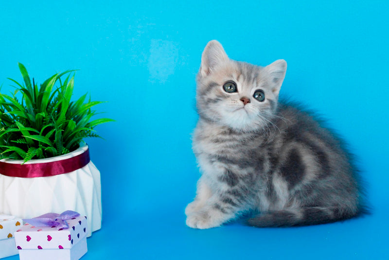 Raphael British Shorthair male, blue spotted tabby