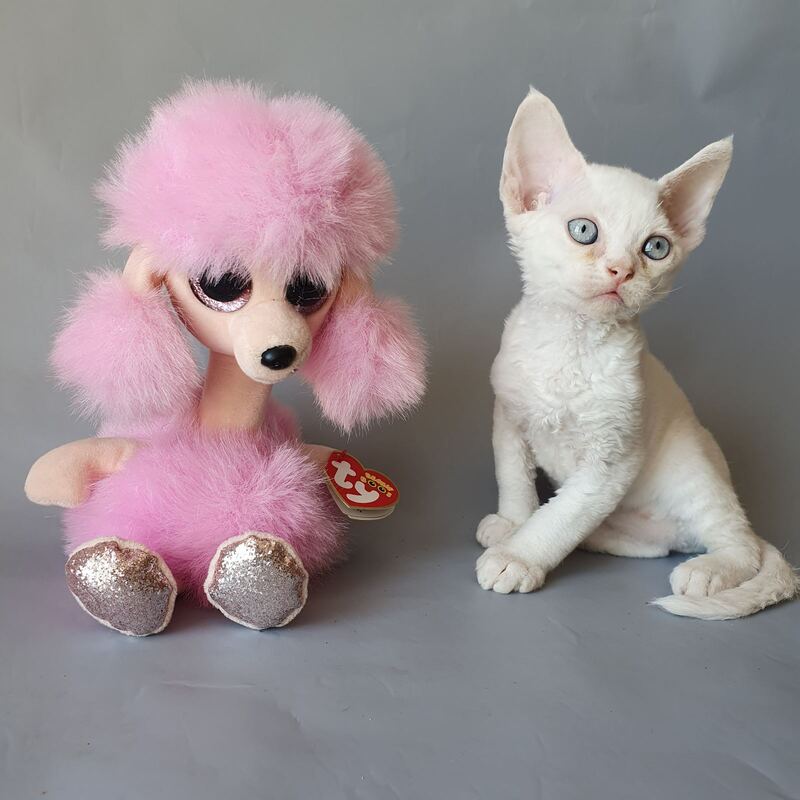 Colin Devon Rex male, white