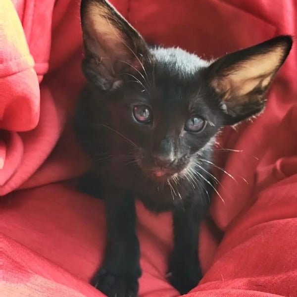 Zamir Oriental Shorthair male, black