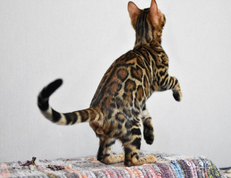 Goliaf Bengal male black spotted tabby - live animals
