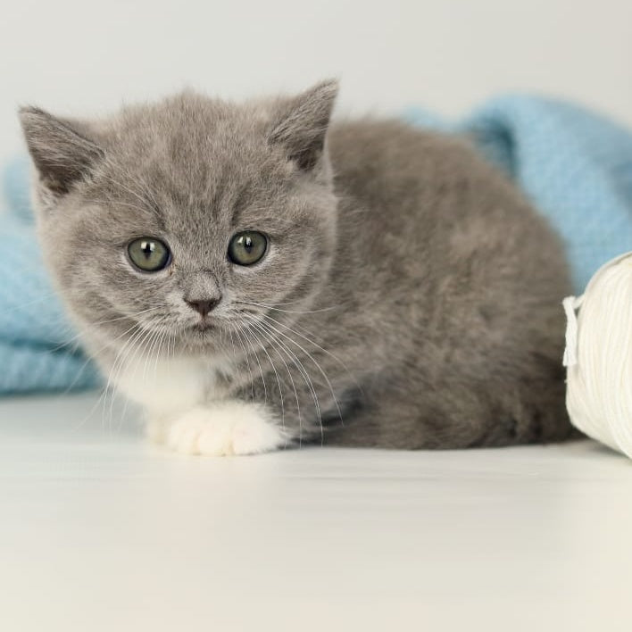 Petra British Shorthair female, blue bicolour