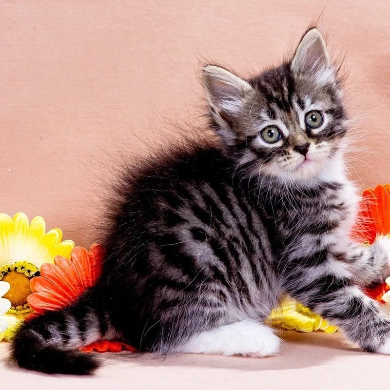 Zhikharka Siberian male, black with white spotted tabby