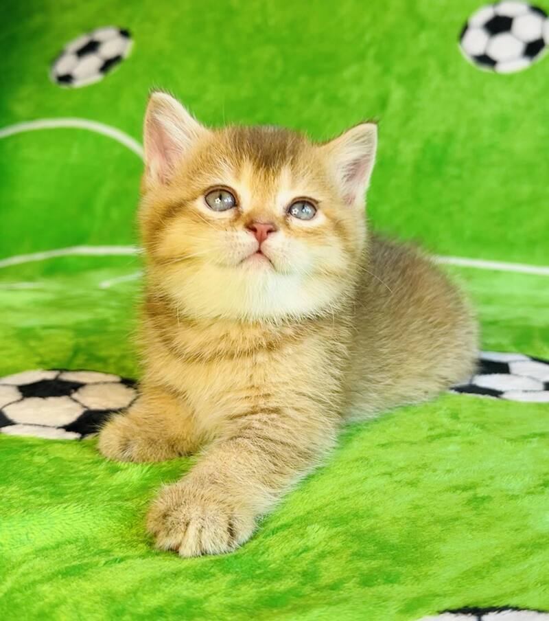 Emelia British Shorthair female, chocolate golden ticked tabby