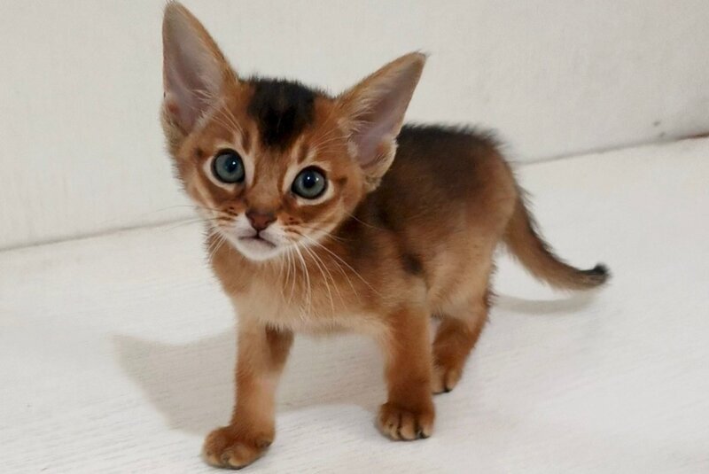 Griffin Abyssinian male ruddy - live animals