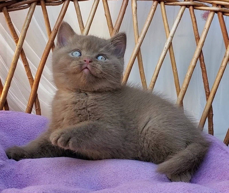 Xammer British Shorthair male, cinnamon