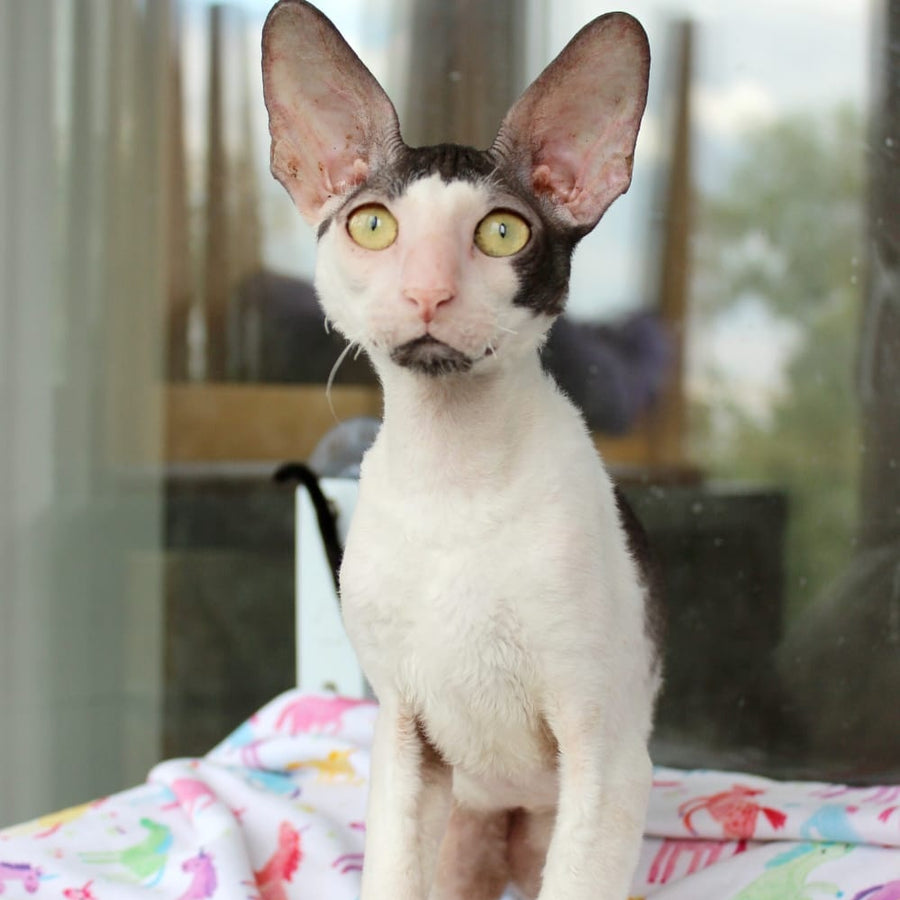 Boreas Cornish Rex male, black bicolour