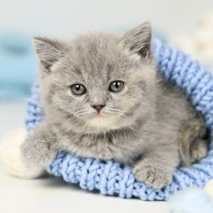 Perseya British Shorthair female, blue tortie