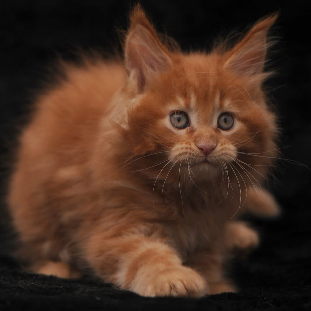 Sem Maine Coon male, red