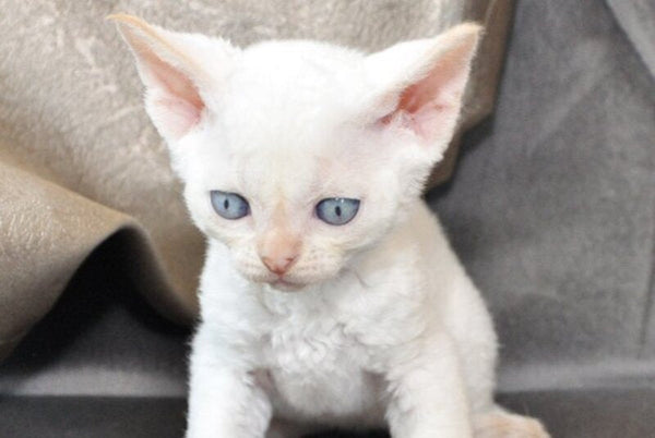 Ace Devon Rex male red pointed - live animals