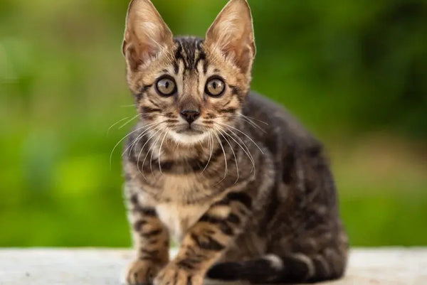 Ulf Bengal male black spotted tabby - live animals