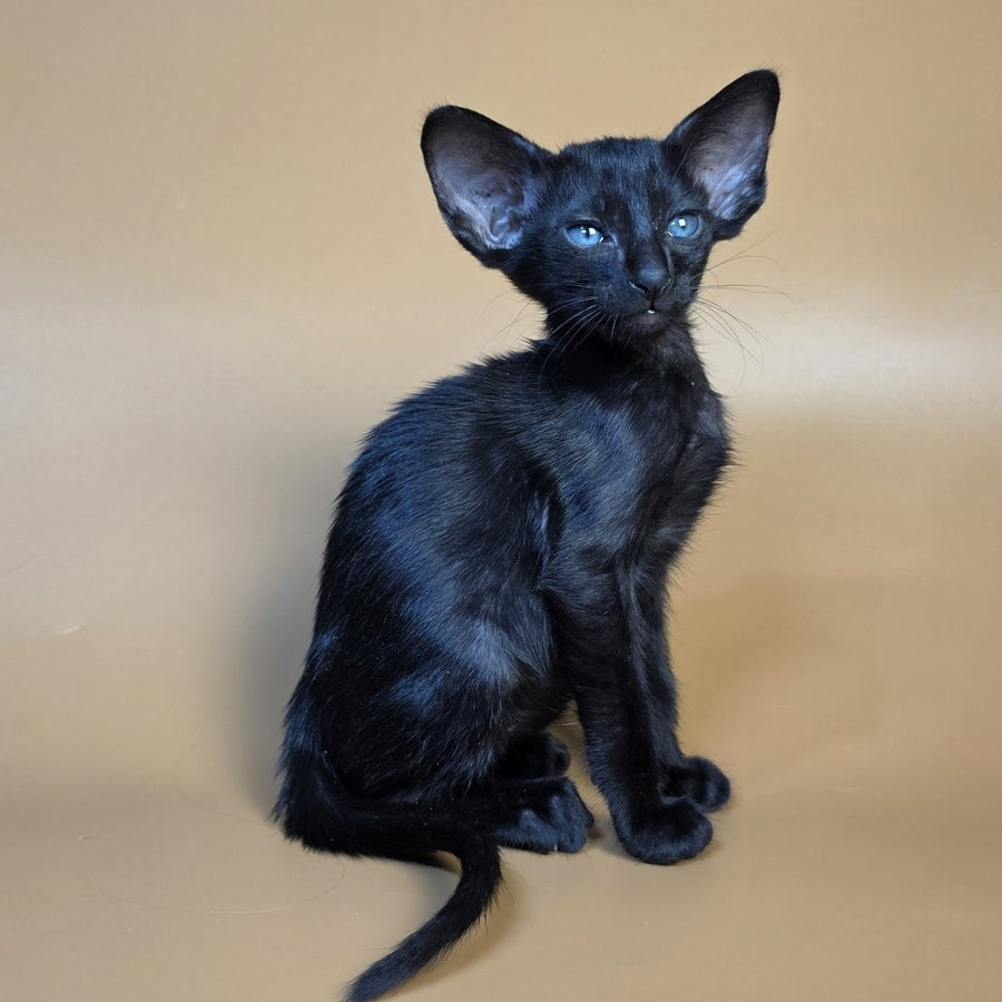 Finn Oriental Shorthair male, black