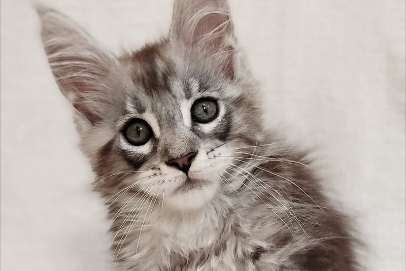 Drheyk Maine Coon male, black silver tabby