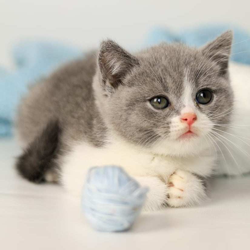 Paula British Shorthair female, blue bicolour