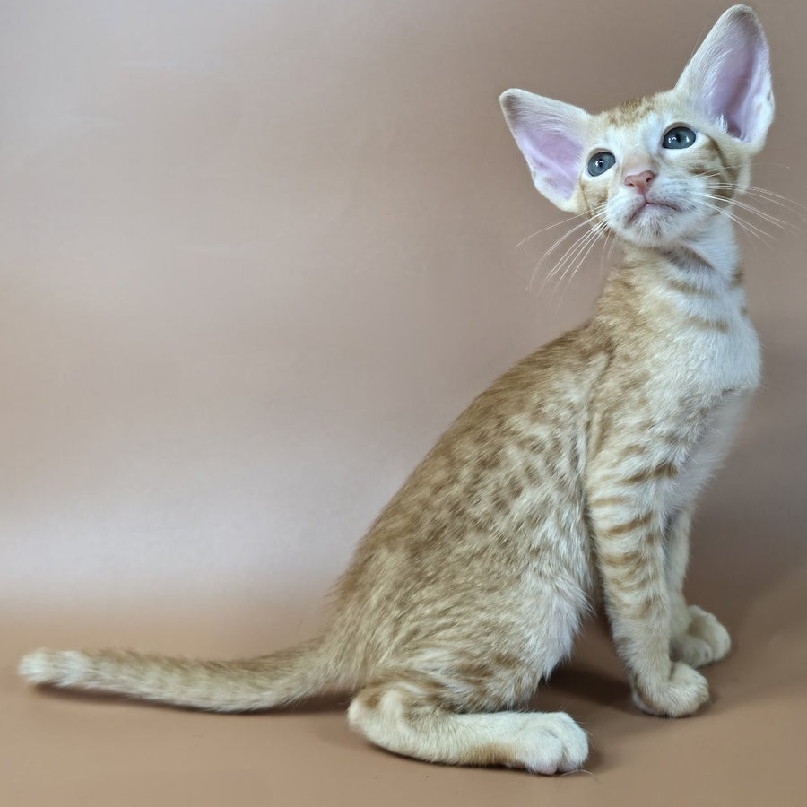 Kovu Oriental Shorthair male, red spotted tabby