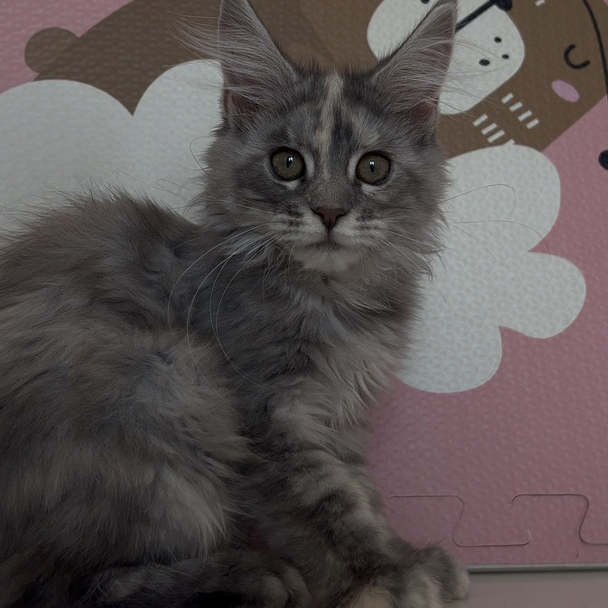 Tiffany Maine Coon female, black tortie silver