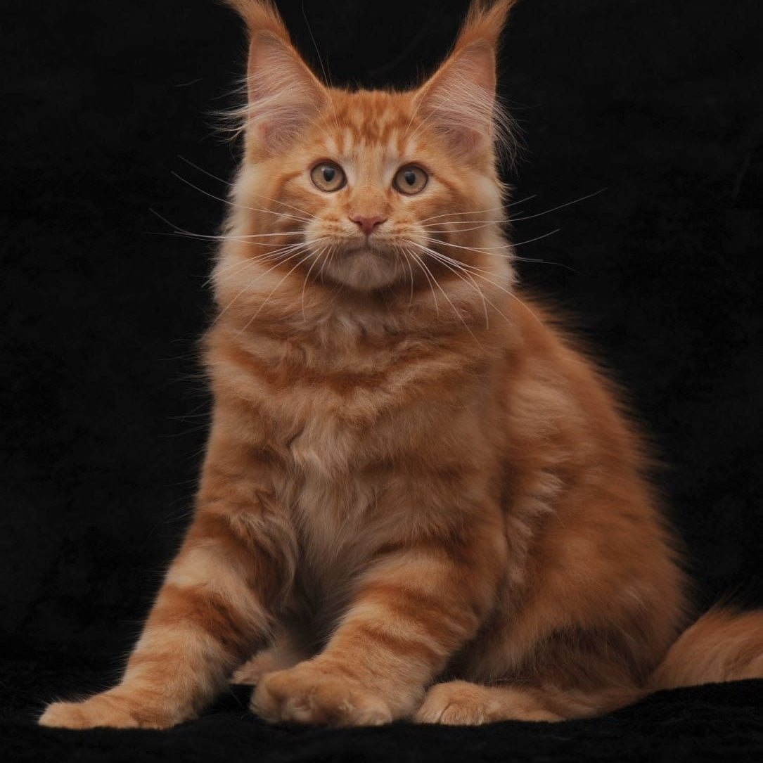 Rony Maine Coon male, red