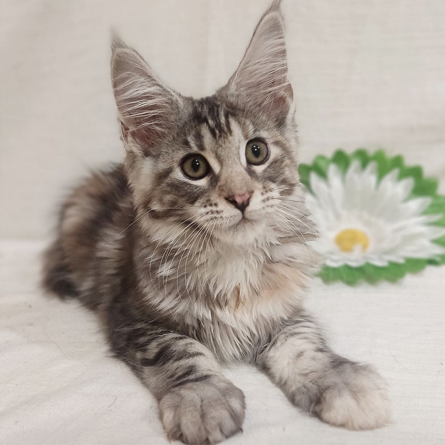 Caramelka Maine Coon female, black tortie silver tabby