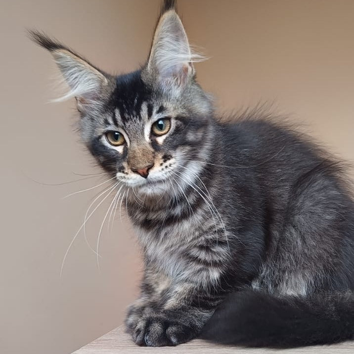 Esma Maine Coon female, black ticked tabby