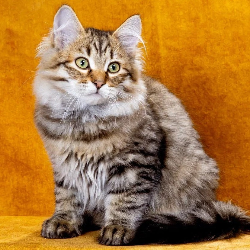 Dementiy Siberian male, black spotted tabby
