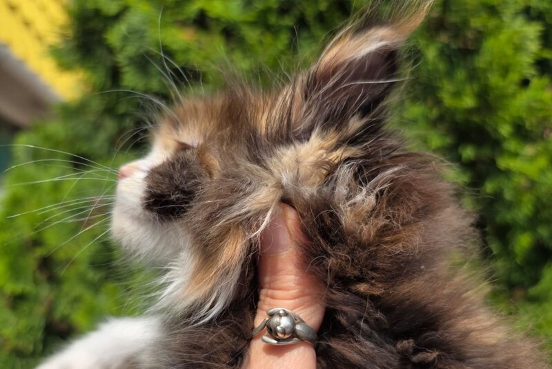 Osen Maine Coon female, black tortie bicolour