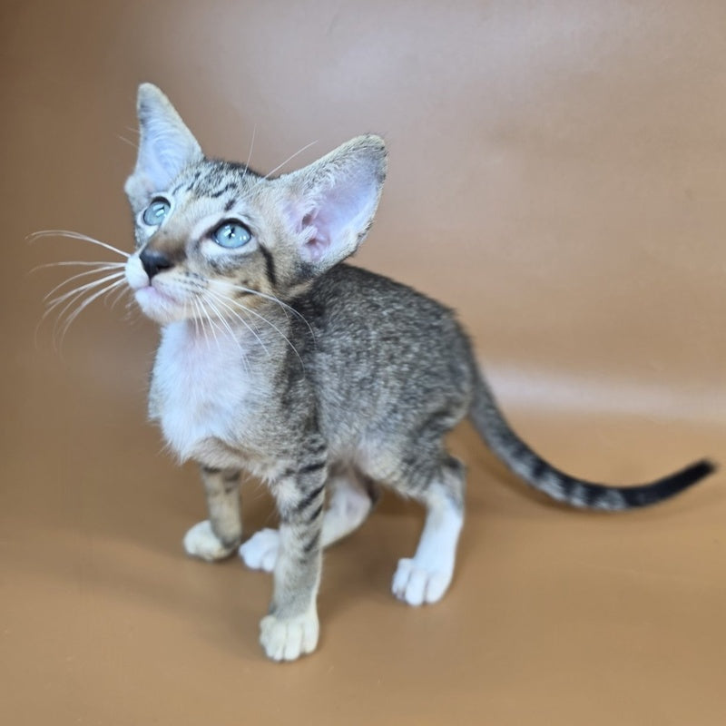 Yoshi Oriental Shorthair male, black spotted tabby mitted