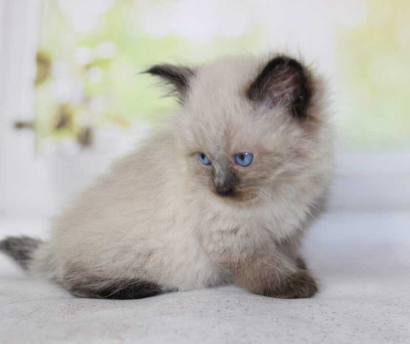 Nils Siberian male black pointed - live animals