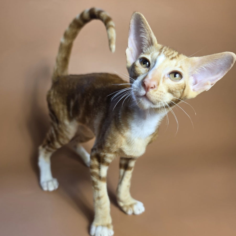 Xylan Oriental Shorthair male, red tabby mitted