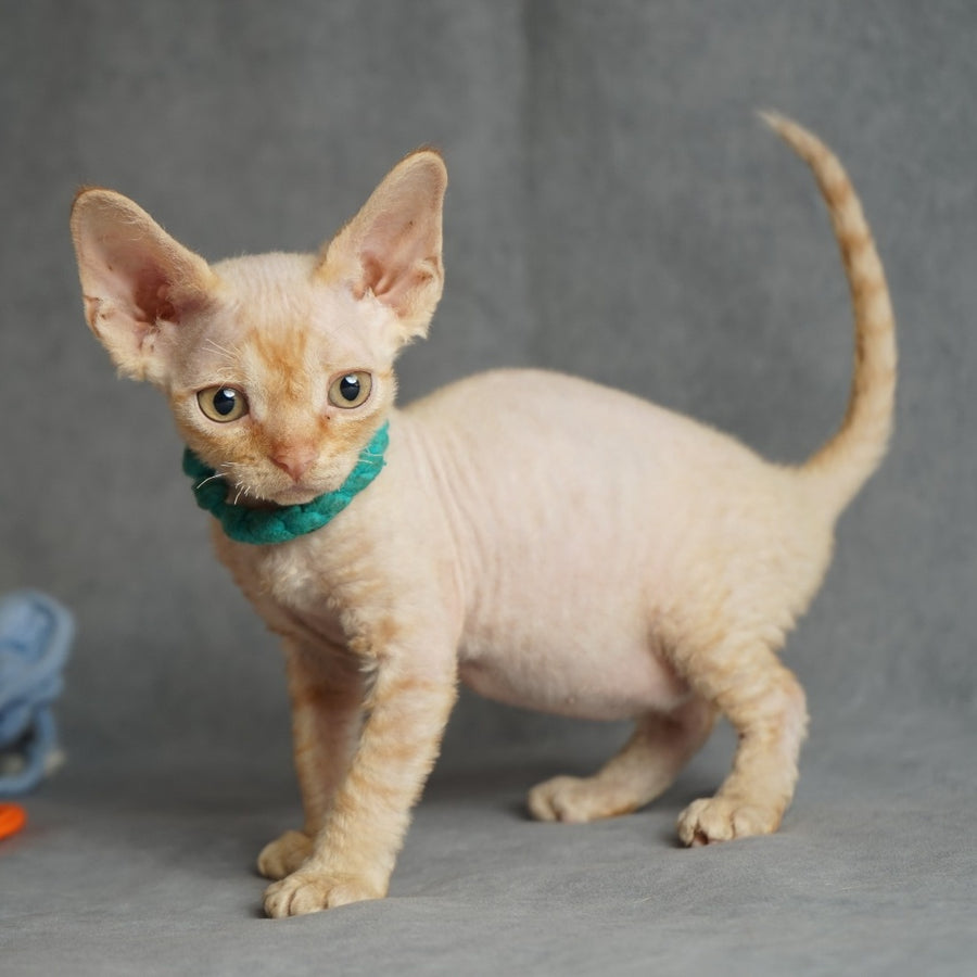 Pikachu Devon Rex male, red