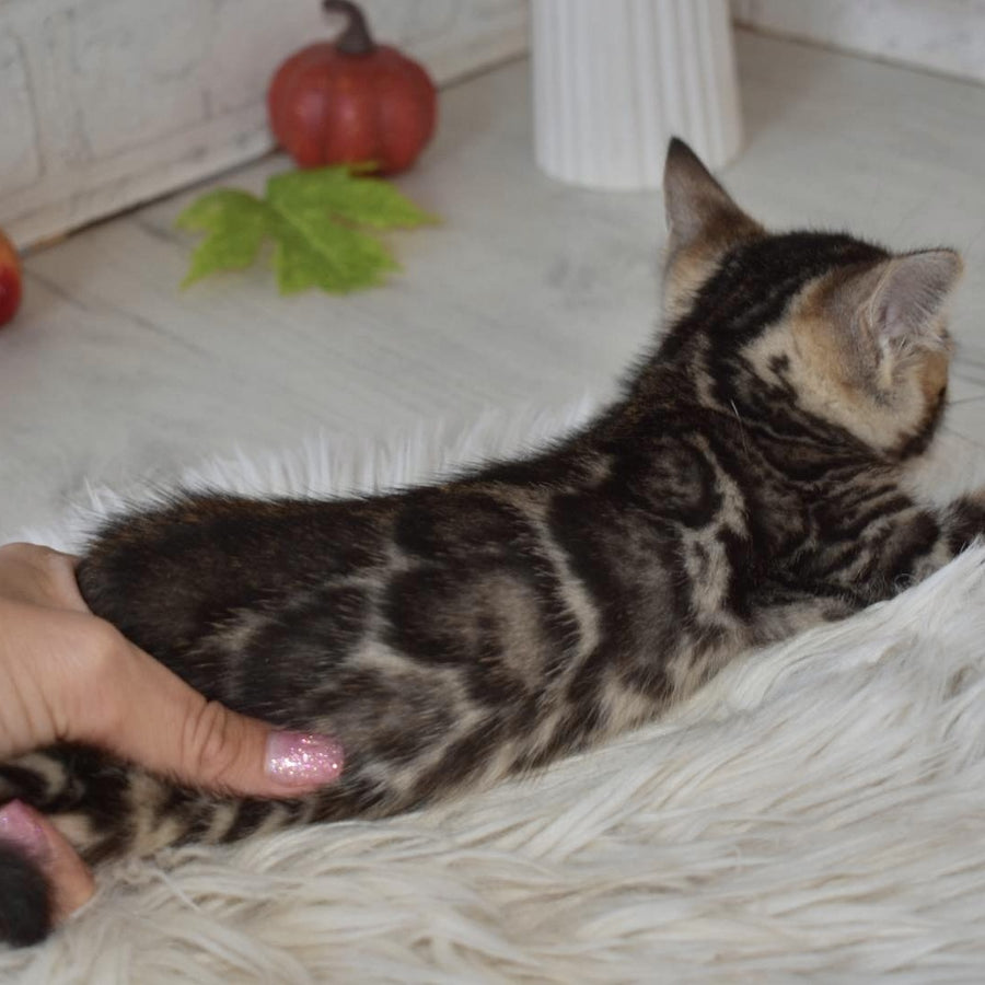 Bubi Bengal male, black spotted tabby