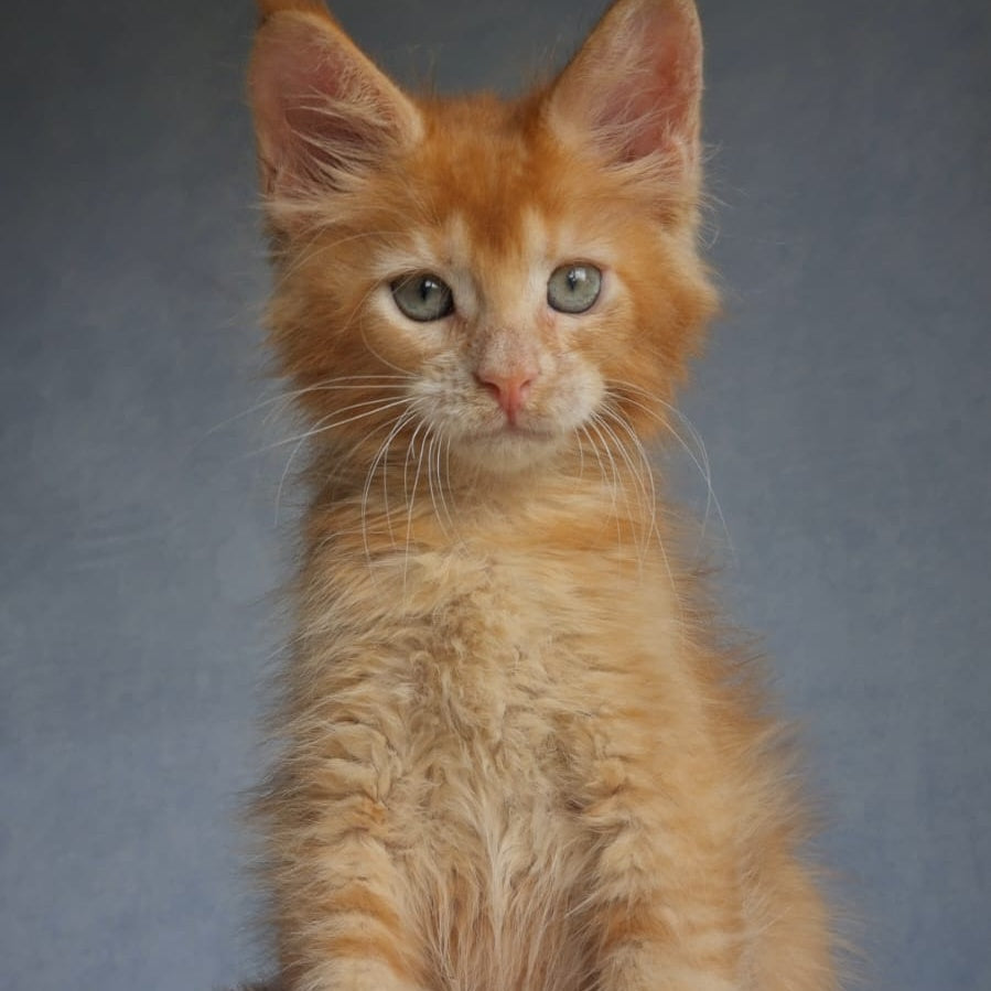 Princ Maine Coon male, red