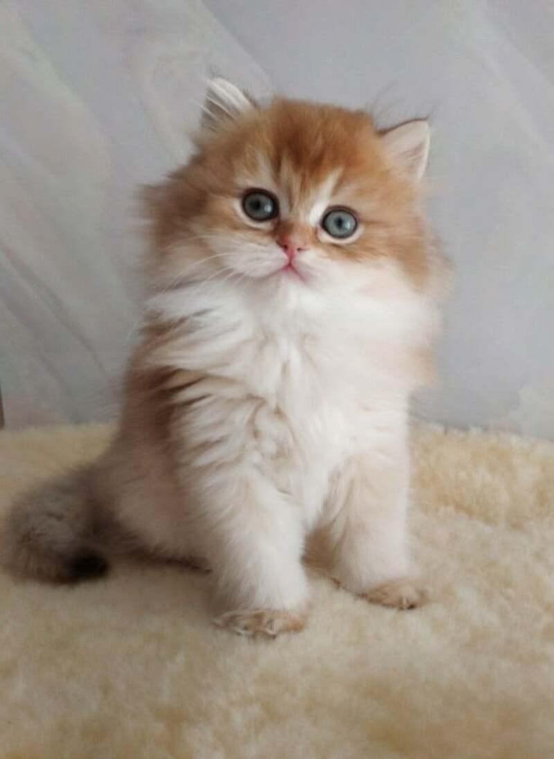 Alan British Longhair female, chocolate golden shaded