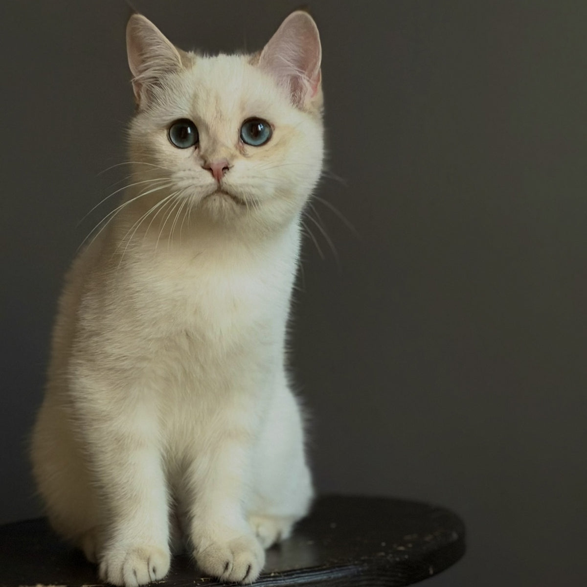 Mila British Shorthair female, black golden shaded pointed