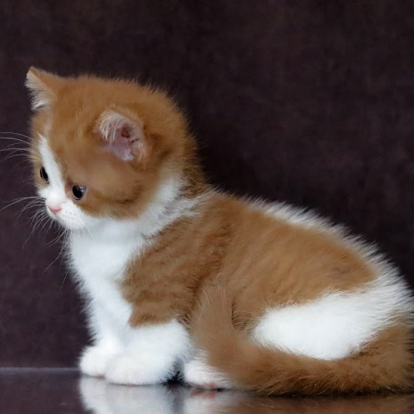 Fortune Munchkin female, cinnamon bicolour