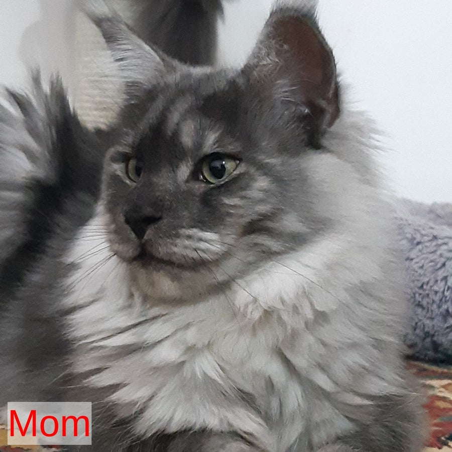 Kаssandra Maine Coon female, black