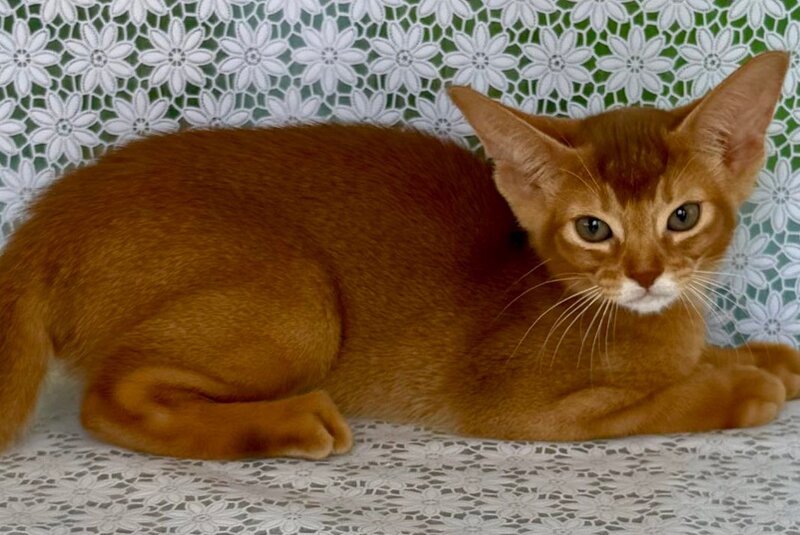 Ellada Abyssinian female sorrel - live animals
