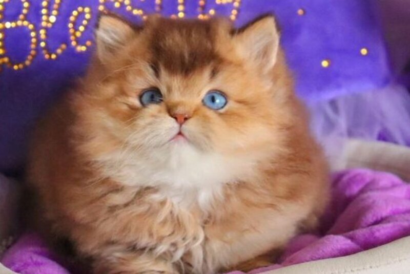 Billi British Longhair male chocolate golden ticked tabby - live animals
