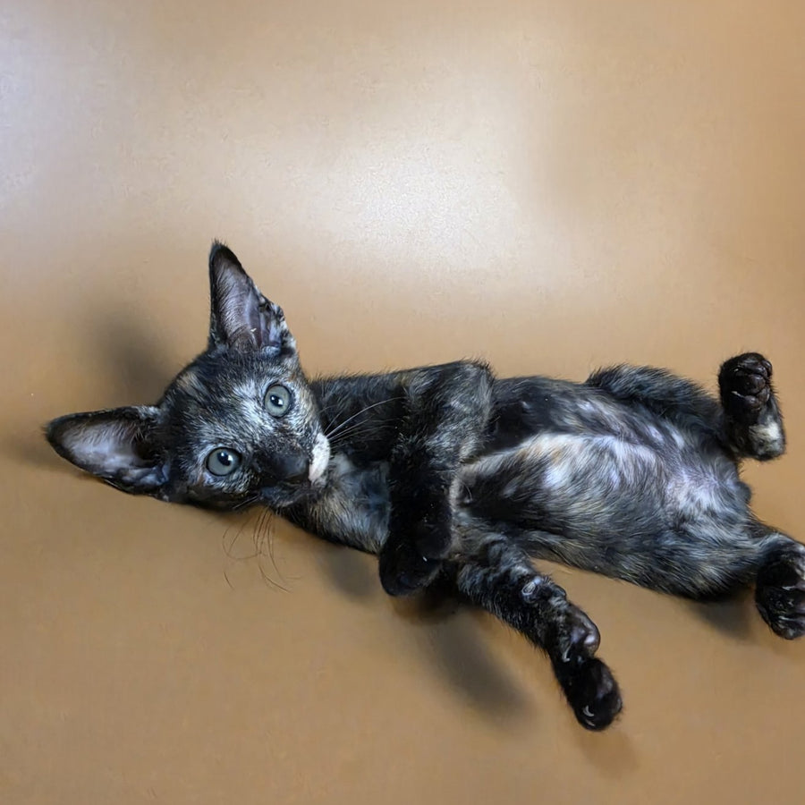 Esmeralda Oriental Shorthair female, black tortie