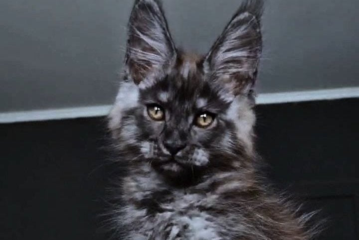 Kasperov Maine Coon male, black silver