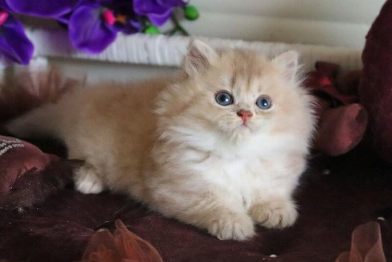 Shakira British Shorthair female, lilac golden shaded