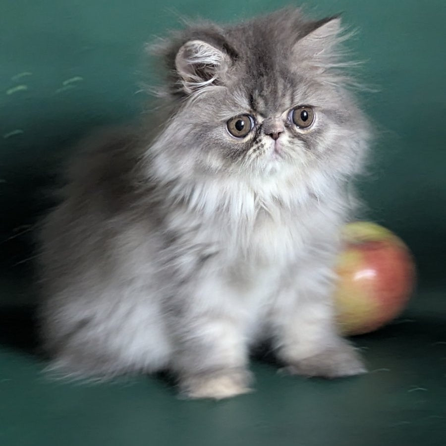 Donya Persian female, blue tortie