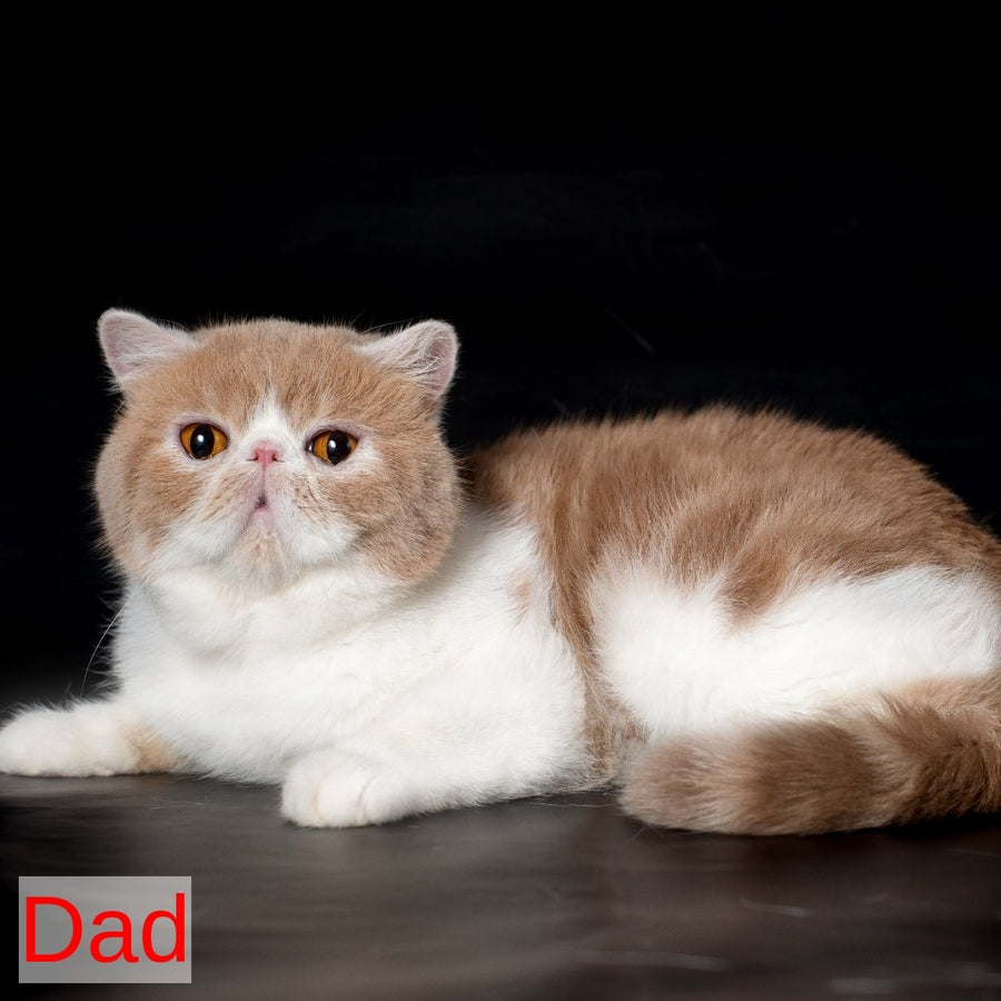 Аriel Exotic female, black tortie bicolour tabby