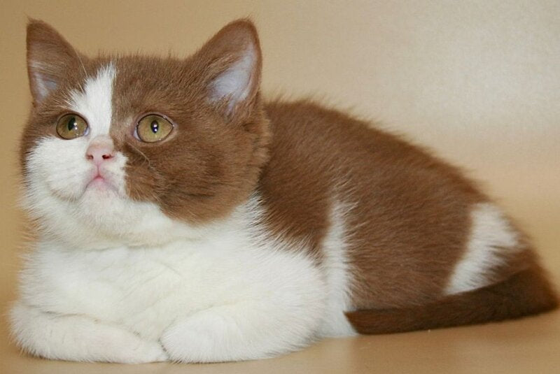 Jasper British Shorthair male, cinnamon bicolour