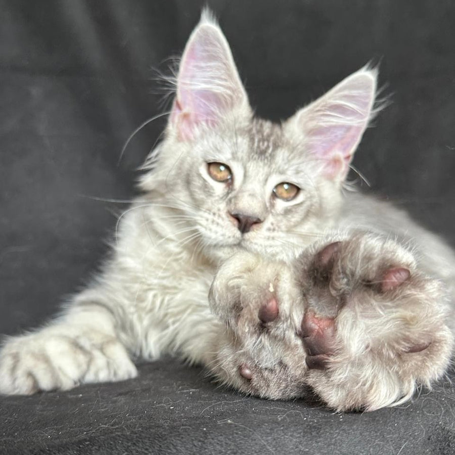 Jet Maine Coon polydactyl 6x6x6x6 male, black silver ticked tabby