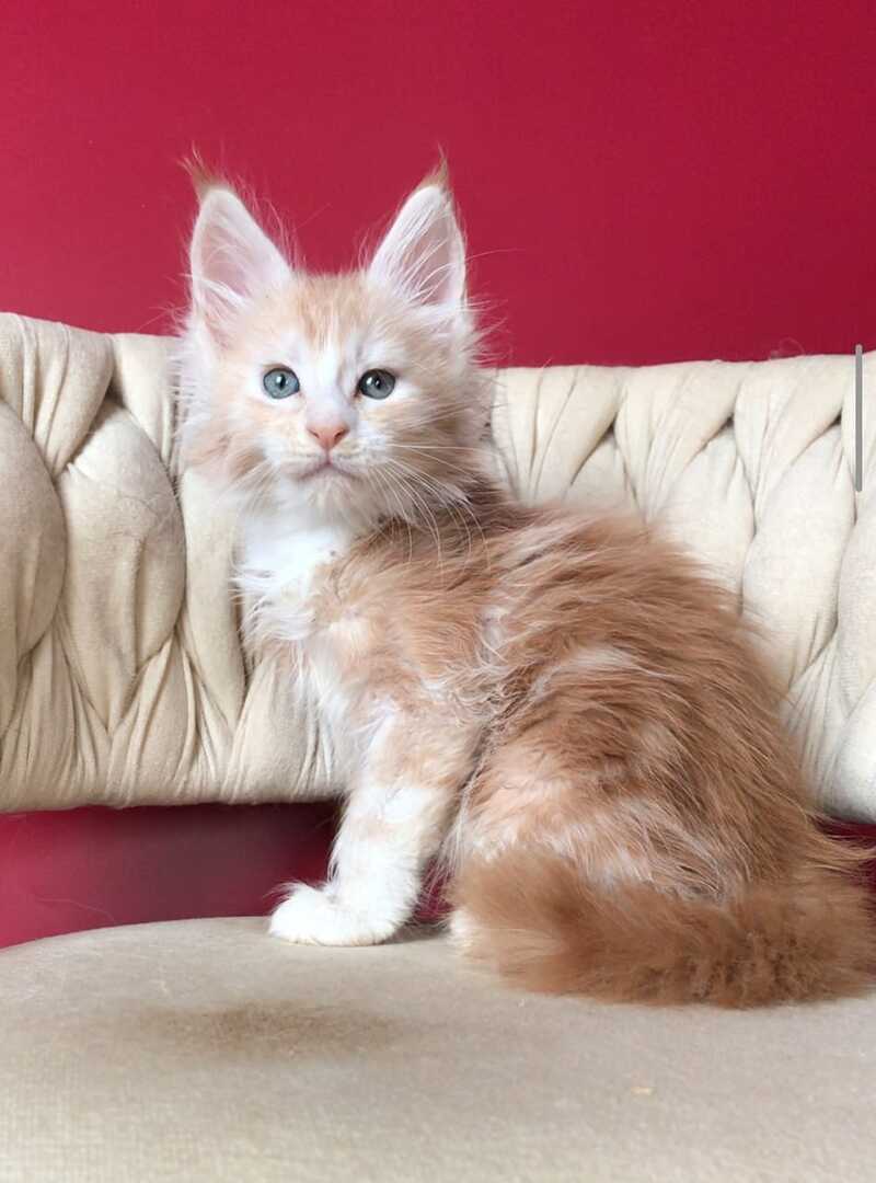 Yarik Maine Coon male, red silver tabby bicolour