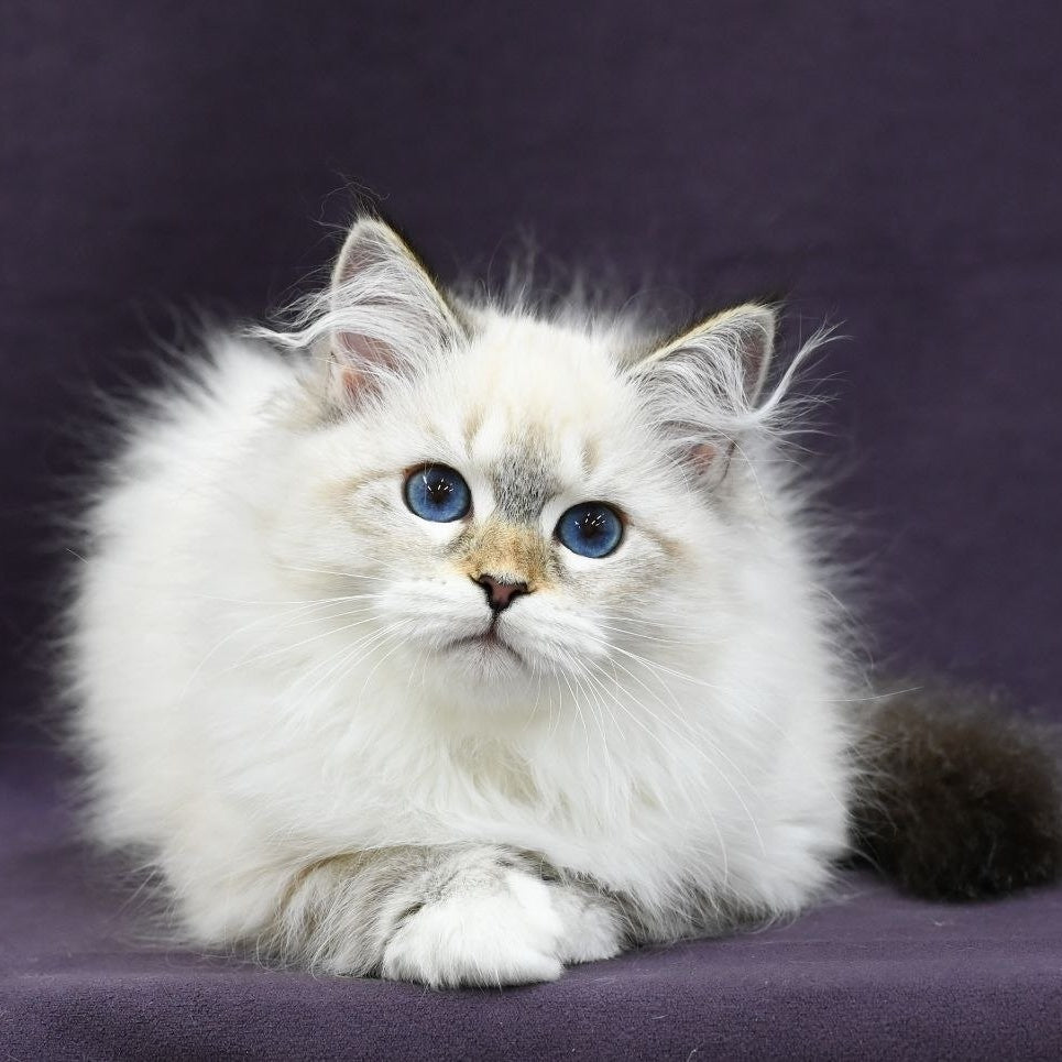 Lika Siberian female, black tabby pointed with white